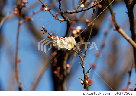Ume, a flower that heralds spring 96377562