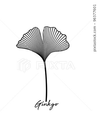 Ginkgo biloba leaf isolated on white background. Hand drawn leaves. Logo design vector black and white botanical illustration 96377601