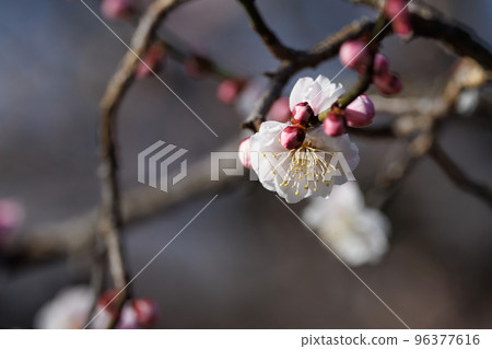 梅，預示著春天的花朵 96377616