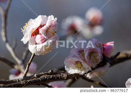 Ume, a flower that heralds spring 96377617