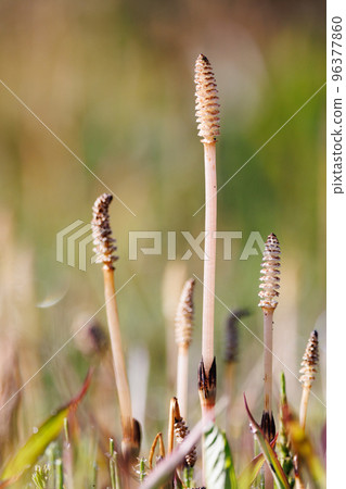 Horsetail horsetail, synonymous with spring 96377860