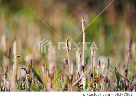 Horsetail horsetail, synonymous with spring 96377861