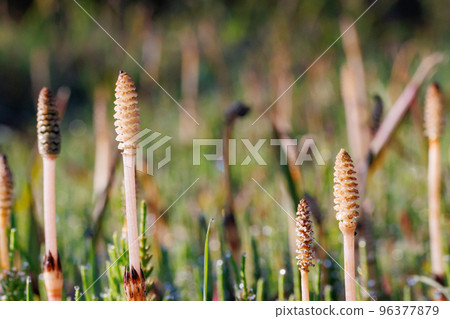 Horsetail horsetail, synonymous with spring Horsetail horsetail, synonymous with spring 96377879