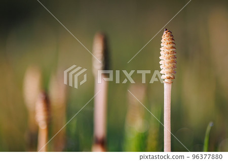 Horsetail horsetail, synonymous with spring 96377880