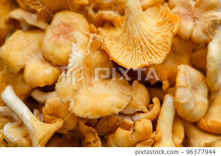 Close-up texture of mushrooms of the chanterelle family. Beautiful bright background for your projects 96377944