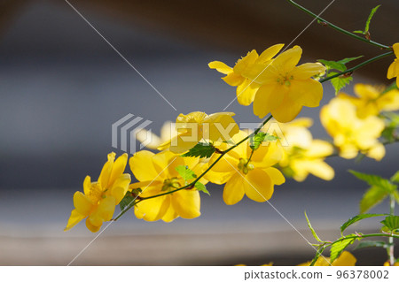 Yamabuki, an elegant and rich yellow flower that became the etymology of the bright yellow color Yamabuki, an elegant and rich yellow flower that became the etymology of the bright yellow color 96378002