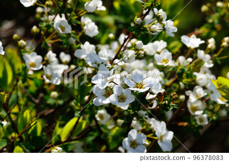 通常種植在花壇和公園，是一種美麗的柳樹，開著許多白色的花朵，看起來就像春天被白雪覆蓋一樣。 96378083