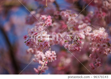 櫻花，一種為相遇和告別著色的日本花 96378143