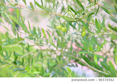 Olive fruit Olive fruit 96378562