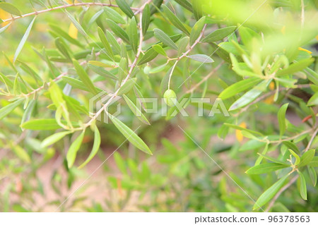 Olive fruit 96378563