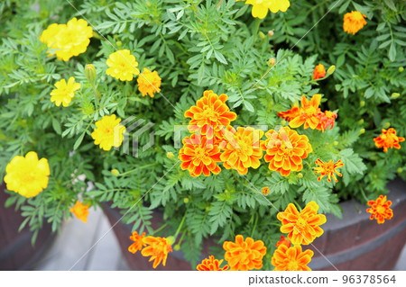 Marigold flower 96378564