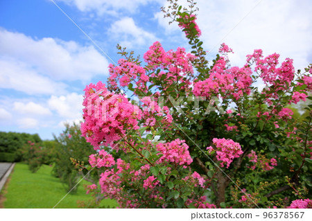 縐紗花 96378567