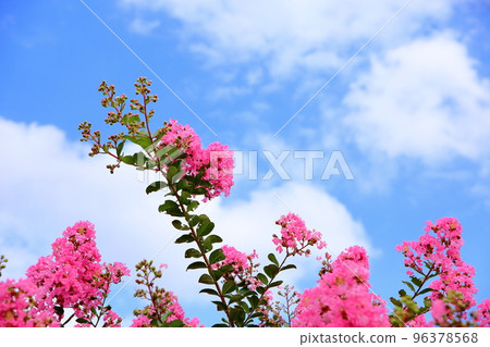 縐紗花 縐紗花 96378568