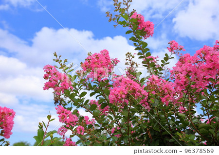 縐紗花 縐紗花 96378569