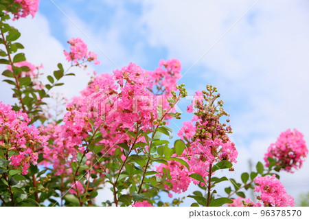 Flower of crape mybs 96378570