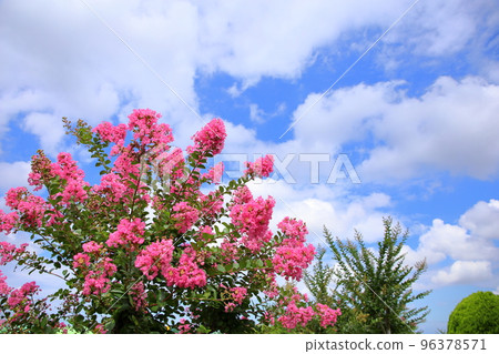 Flower of crape mybs 96378571