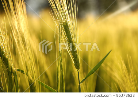 Defocus green wheat field in sunny day. Macro close up of fresh ears of young green wheat in spring field. Agriculture scene. close up of young green wheat on the field. Out of focus 96378628