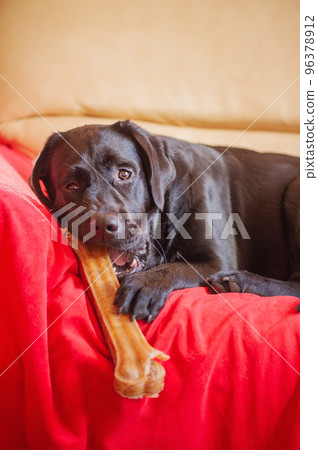 A black Labrador retriever dog with a bone. The pet is lying on the sofa on the blanket. 96378912