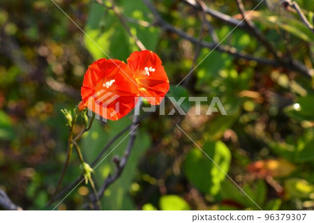 橙花Marubarukou(圓葉紅) 橙花Marubarukou(圓葉紅) 96379307