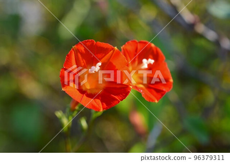 橙花Marubarukou（圓葉紅） 96379311