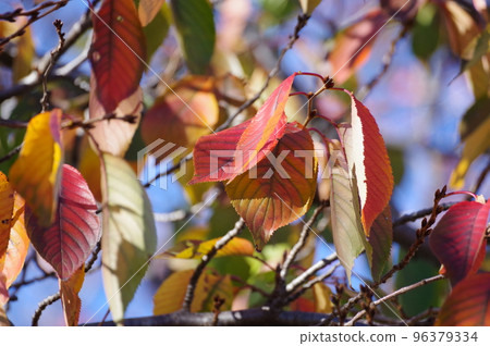 Autumn leaves Autumn leaves 96379334