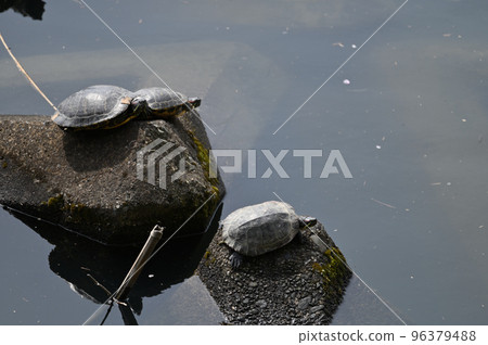 A turtle that was kept as a pet escaped into the river and became wild 96379488