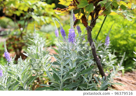 Tortillan flowers Tortillan flowers 96379516