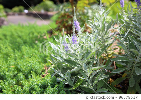 Tortillan flowers 96379517