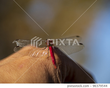 A red dragonfly resting its wings on your hand A red dragonfly resting its wings on your hand 96379544