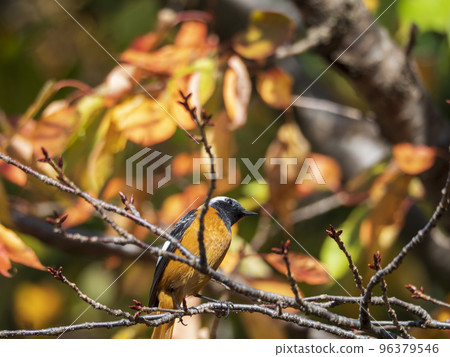 Peeping Varied Tit Peeping Varied Tit 96379546