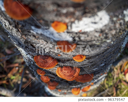 Chick fungus on the trunk of a cherry tree Chick fungus on the trunk of a cherry tree 96379547