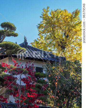 Autumn leaves and yellow leaves Autumn leaves and yellow leaves 96379548