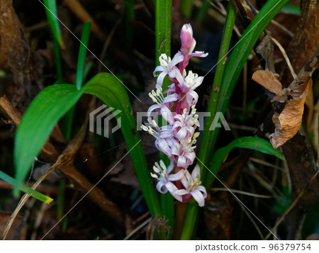 Flowering of Lily of the valley 96379754