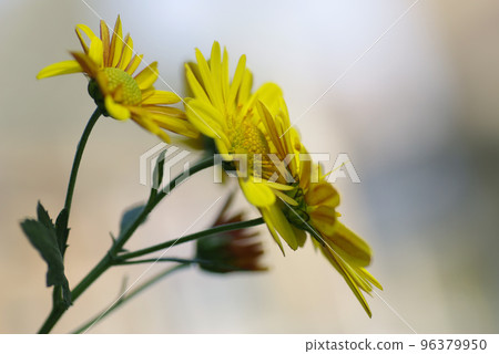 Cute yellow Kogiku (small chrysanthemum) flower Cute yellow Kogiku (small chrysanthemum) flower 96379950