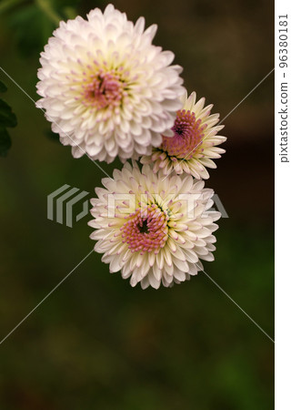淡粉色的菊花花瓣很可愛 淡粉色的菊花花瓣很可愛 96380181