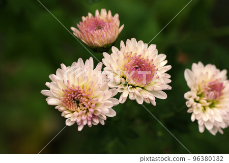 淡粉色的菊花花瓣很可愛 淡粉色的菊花花瓣很可愛 96380182