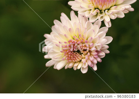 淡粉色的菊花花瓣很可愛 淡粉色的菊花花瓣很可愛 96380183