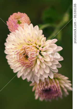 淡粉色的菊花花瓣很可愛 淡粉色的菊花花瓣很可愛 96380186