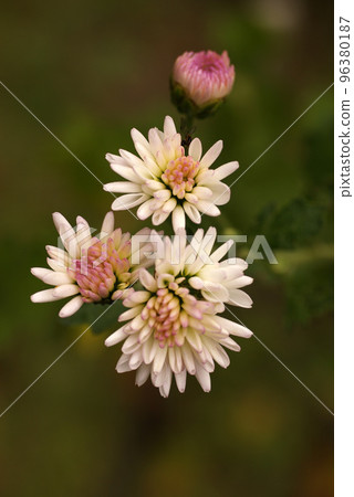 淡粉色的菊花花瓣很可愛 淡粉色的菊花花瓣很可愛 96380187