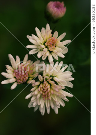 淡粉色的菊花花瓣很可愛 淡粉色的菊花花瓣很可愛 96380188