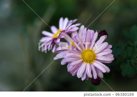 淡粉色的菊花花瓣很可愛 淡粉色的菊花花瓣很可愛 96380189