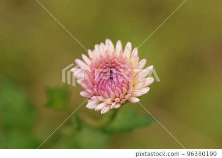淡粉色的菊花花瓣很可愛 淡粉色的菊花花瓣很可愛 96380190