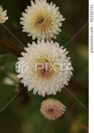 Light pink chrysanthemum petals are cute Light pink chrysanthemum petals are cute 96380191