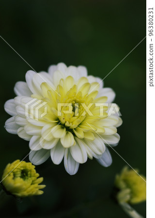 白小菊（小菊花）花很可愛 96380231