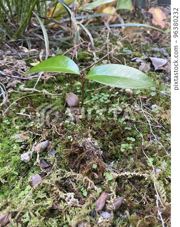 灌叢山茶的發芽 96380232