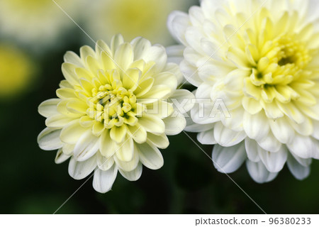 白小菊（小菊花）花很可愛 96380233