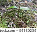 日本山茶花發芽 96380234