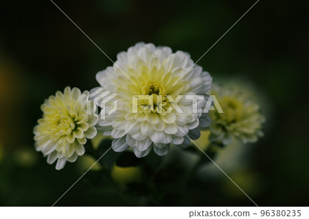 白小菊（小菊花）花很可愛 96380235