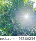 夏天的陽光 96380236