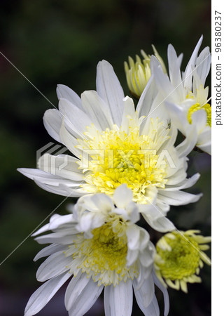 白小菊（小菊花）花很可愛 96380237